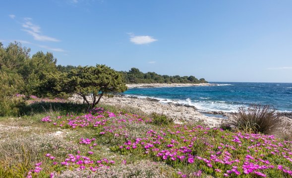 Ice plant (Delosperma cooperi), Cuna bay, Dugi Otok, Veli Rat, Zadar County, Croatia, Europe