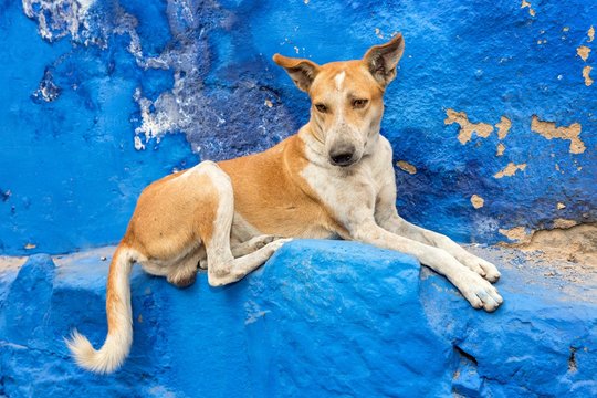 Street dog resting, Jodphur, Rajasthan, India, Asia