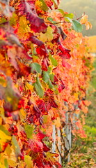 Vine leaves turn yellow and red in autumn in the Langhe area vineyards, Piedmont, Italy