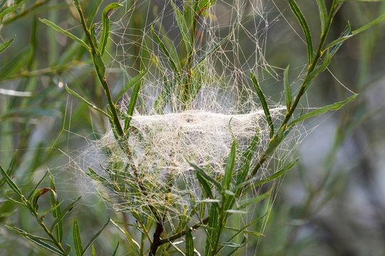 Web of Sheet Weaver (Linyphiidae) in willows, Isar, Upper Bavaria, Bavaria, Germany, Europe