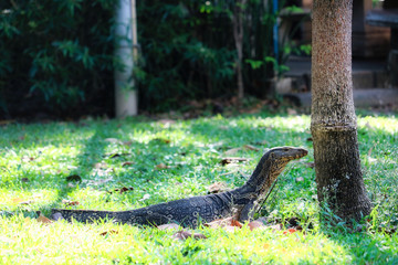 Obraz premium Dieses einzigartige bild zeigt die hochgefährlichen grossen komodowarane in dem bekannten lumpini stadtpark in Bangkok