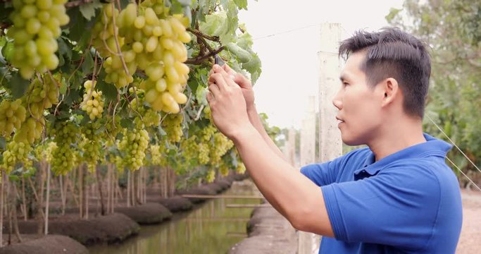 Portrait of Business man looking to grape at grape farm with happy emotion. People with SME,  Business and Farmer Concept. 4k Resolution.