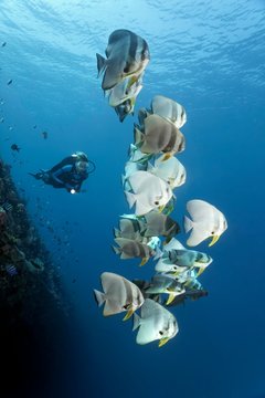 Divers observe group of longfin batfish (Platax teira), wreck of the Skipjack II, Lhaviyani Atoll, Maldives, Asia