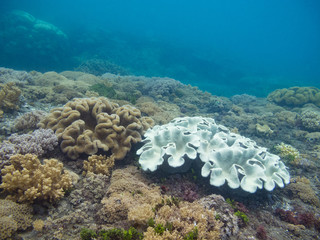 Dead coral on a tropical reef in Indonesia