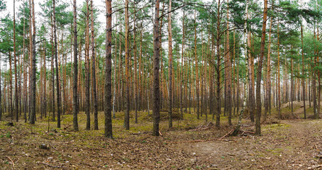 Obraz premium Early Spring Spruce Tree Forest