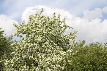 Fototapeta premium blossoming apple tree in spring