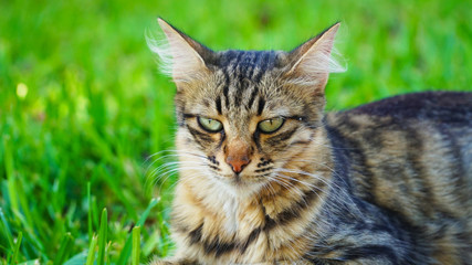 dignified cat in park