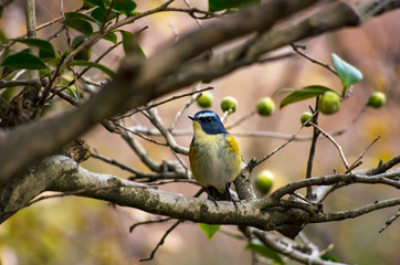 枝にとまるルリビタキ