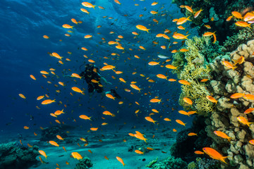 Fototapeta na wymiar Coral reefs and water plants in the Red Sea, Eilat Israel