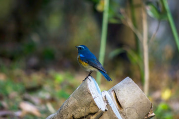 切り株にとまるルリビタキ