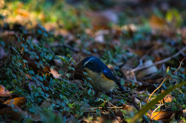 木陰を歩くルリビタキ