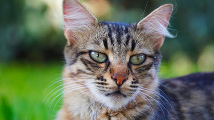 dignified green eyes cat close up