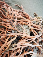 Soft coral washed away on the sea shore and babies cuttlefish eggs  still attached on it.