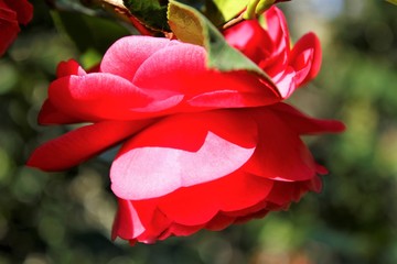 ROSA ROJA, rosa, naturaleza, rojo, verde, f&aacute;brica, florecer, flora, primavera, p&eacute;talo, beldad, hojas, verano, hermoso, macro, floral, 
