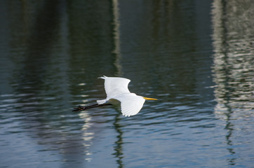 滑空するシラサギ