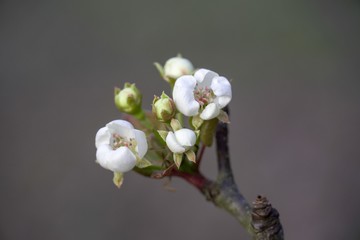 Pear bloom