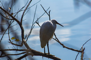 木の枝のうえで佇むシラサギ