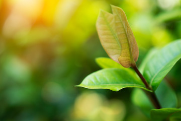 green leaf on blurred greenery background concept