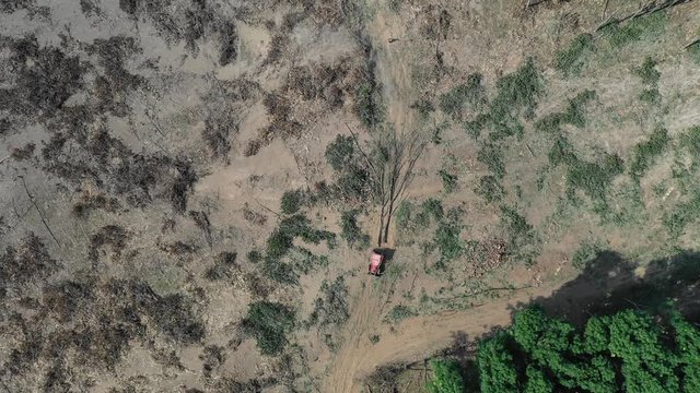 Deforestation. Logging. Trees in rainforest destroyed to make way for oil palm plantations	