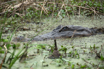 An alligator in Lake Martin, Louisiana, USA.