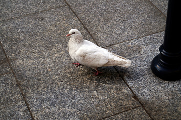 White Pigeon Beautiful Macro Black and White