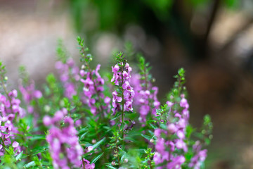 Victoria Blue Salvia plant in garden , Purple flowers bloom , beautiful flora