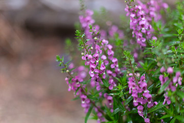 Victoria Blue Salvia plant in garden , Purple flowers bloom , beautiful flora