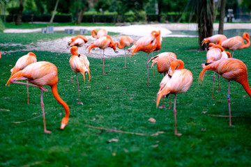 Fototapeta na wymiar Flamingos picture with slow shutter speed in a garden.