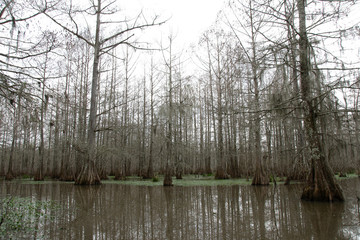 View of Lake Martin, Louisiana, USA.