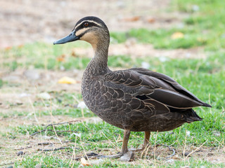 Pacific Black Duck (Anas superciliosa) race 