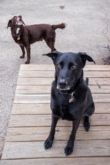 Black shepherd mixed breed dog is being heckled by chocolate labrador retriever