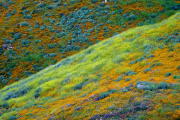 Hills of poppies and other mixed wildflowers in Walker Canyon in Lake Elsinore California during a spring superbloom