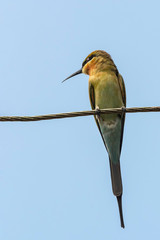 Blue-tailed Bee-eater (Merops philippinus).  Kumarakom, Kerala, India