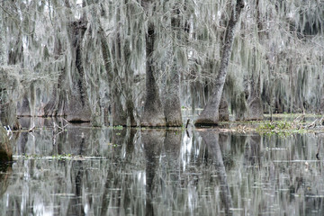 View of Lake Martin, Louisiana, USA.