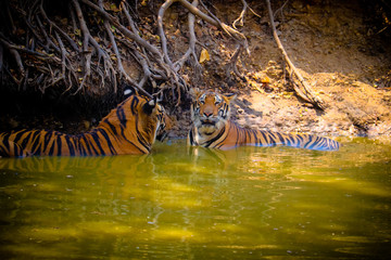 Fototapeta na wymiar Tiger in the pool