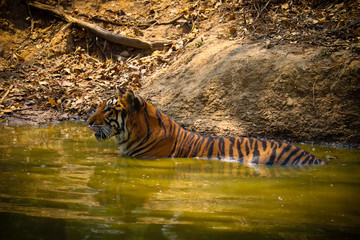 Tiger in the pool