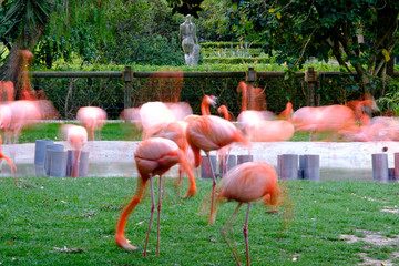 Flamingos picture with slow shutter speed in a garden.