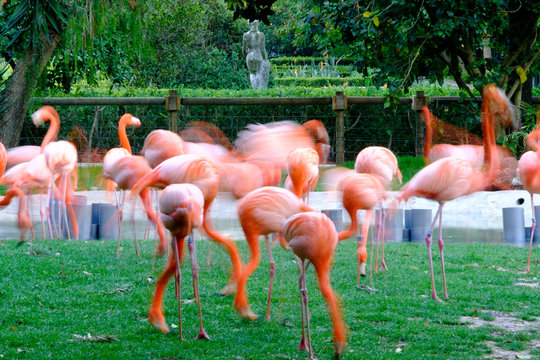 Flamingos picture withe slow shutter speed in a garden.