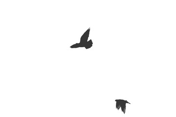Birds Silhouette