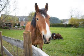 Naklejka premium 見つめる馬