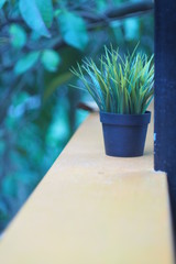 Grass in small pots on the balcony