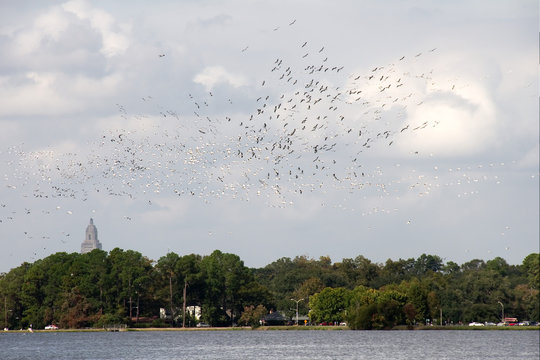 Lots Of Migrating Pelicans At University Lake By LSU, Baton Rouge, Louisiana, USA.