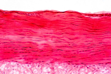 Knee muscle, Tendon and Cartilage tissue anatomy.