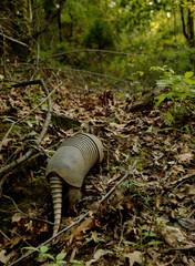 An armadillo at Tunica Hills Wildlife Management Area, Louisiana, USA.