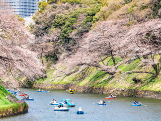 桜が咲く皇居・千鳥ヶ淵
