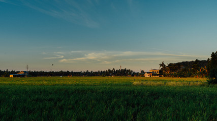 Sunset over Rice Field