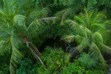 The coconut trees in the garden