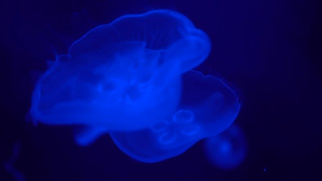 two jellyfish swim gracefully slowly in the blue sea water