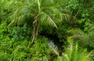 Naklejka premium The coconut trees in the garden