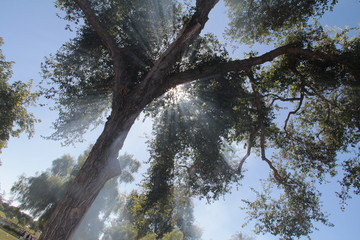 Smoky tree